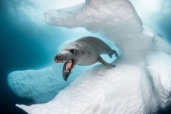 Ảnh “Сon hải cẩu săn cua” của Greg Lecoeur, người chiến thắng trong cuộc thi 2019 Ocean Art Underwater Photo - Sputnik Việt Nam