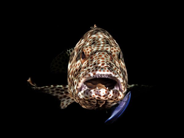 Ảnh “Cá mú mở miệng” của Ferenc Lorincz, người chiến thắng hạng mục Hành vi. Máy ảnh nhỏ gọn dưới nước trong cuộc thi 2019 Ocean Art Underwater Photo - Sputnik Việt Nam