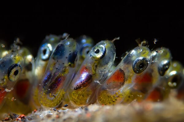 Ảnh “Trứng cá hề” của Paolo Isgro, người chiến thắng Giải thưởng Supermacro trong cuộc thi 2019 Ocean Art Underwater Photo - Sputnik Việt Nam