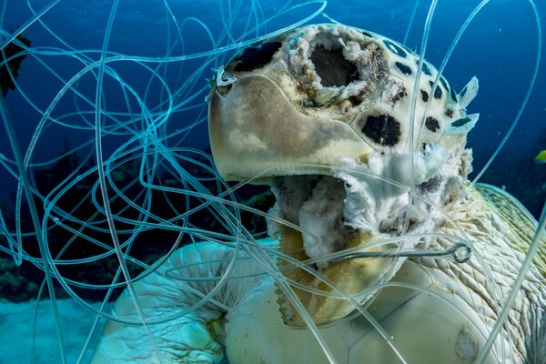 Bức ảnh “Rùa mắc lưới” của Shane Gross, người chiến thắng trong hạng mục Conservation, cuộc thi 2019 Ocean Art Underwater Photo - Sputnik Việt Nam