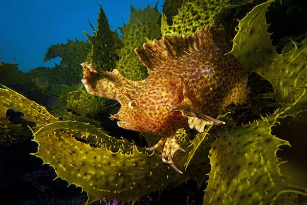 Ảnh “Hỗn hợp“ của Talia Greis, người chiến thắng trong hạng mục Góc rộng. Máy ảnh nhỏ gọn dưới nước, cuộc thi 2019 Ocean Art Underwater Photo - Sputnik Việt Nam