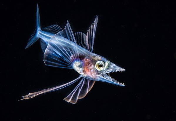 Ảnh ”Cá vược” của Fabien Michenet, giành giải thưởng Nước đen trong cuộc thi 2019 Ocean Art Underwater Photo - Sputnik Việt Nam