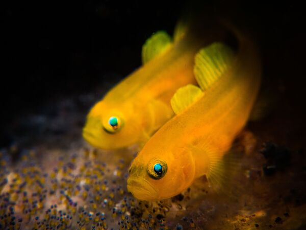 Ảnh “Cá bò chanh” của Stan Chen, người chiến thắng hạng mục Macro. Máy ảnh nhỏ gọn trong cuộc thi 2019 Ocean Art Underwater Photo - Sputnik Việt Nam