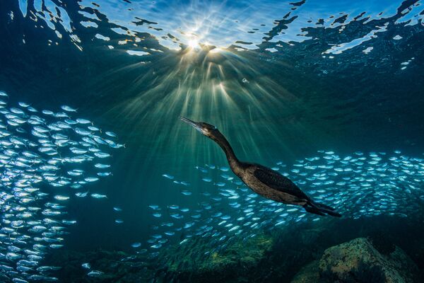 Ảnh “Cuộc gặp gỡ kỳ lạ” của Hannes Klostermann, giải tư hạng mục Hành vi của động vật biển, cuộc thi 2019 Ocean Art Underwater Photo - Sputnik Việt Nam