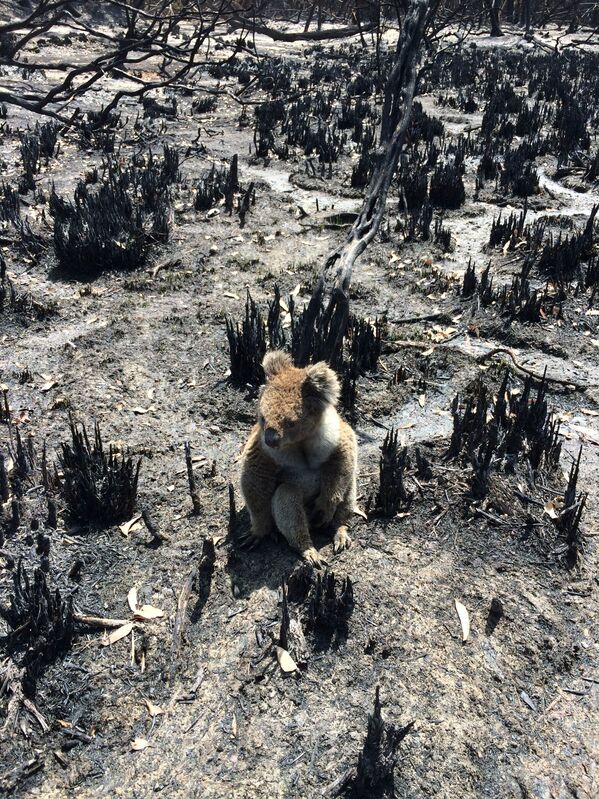 Gấu túi koala giữa đám cây cối bị cháy rụi trên đảo Kangaroo, Australia - Sputnik Việt Nam