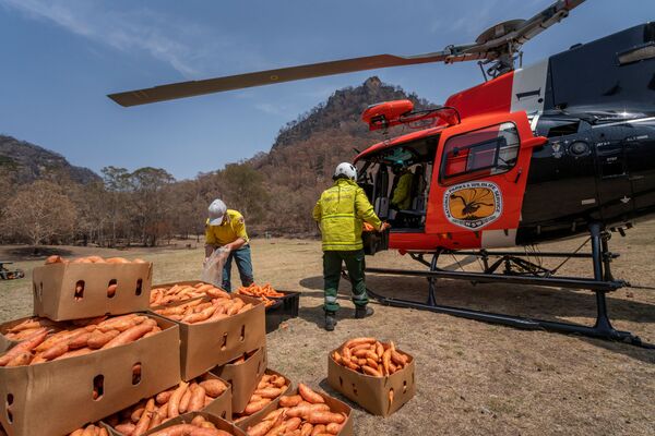 Chuẩn bị thức ăn cho động vật hoang dã trên địa bàn bị ảnh hưởng vì đám cháy, Australia  - Sputnik Việt Nam