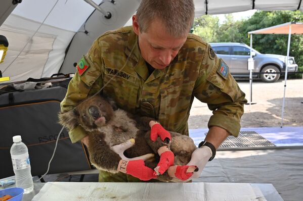 Chuột túi koala bị thương đang được cứu chữa trong Bệnh viện dã chiến trong Công viên tự nhiên hoang dã,  đảo Kangaroo, Australia   - Sputnik Việt Nam