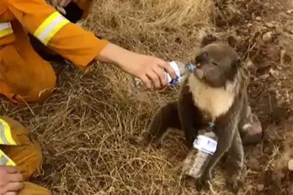 Lính cứu hỏa Australia cho con gấu túi koala vừa cứu uống nước từ cái chai - Sputnik Việt Nam