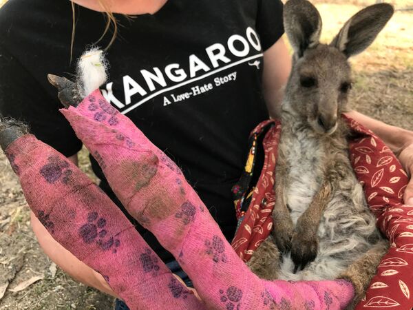 Chuột túi kangaroo bị bỏng trong đám cháy rừng ở Australia  - Sputnik Việt Nam