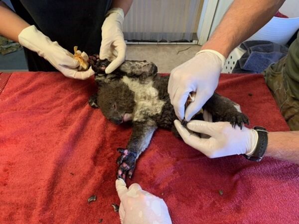 Cứu chữa cho con gấu túi koala bị thương tại Bệnh viện dã chiến trong Công viên tự nhiên hoang dã,  đảo Kangaroo, Australia   - Sputnik Việt Nam