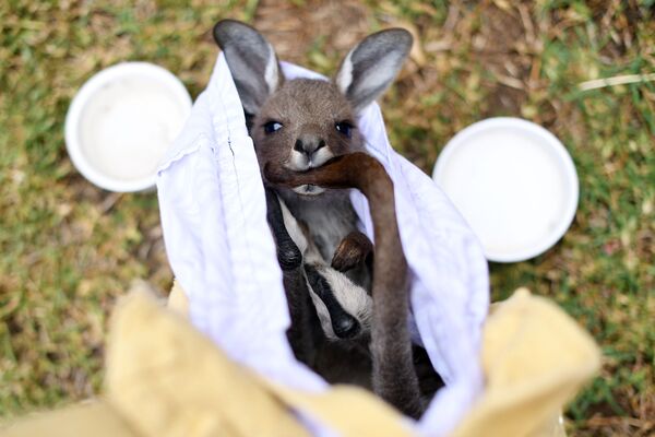 Chuột túi kangaroo bé bỏng được cứu thoát khỏi đám cháy rừng ở Australia - Sputnik Việt Nam
