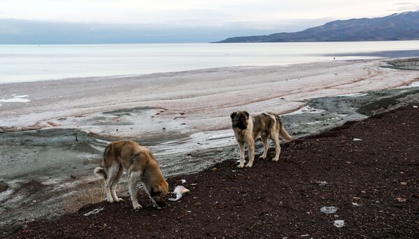 Những con chó trên bờ hồ Urmia ở Iran, năm 2018 - Sputnik Việt Nam