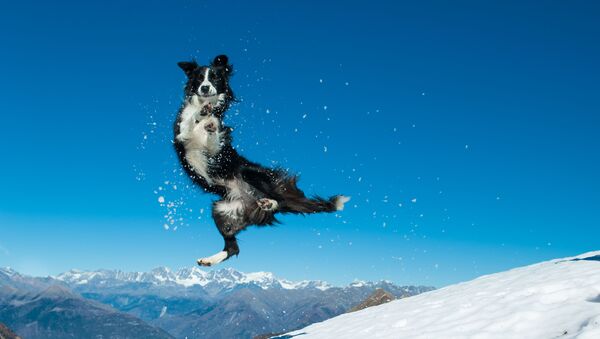 Chó collie nhảy nhót trong tuyết - Sputnik Việt Nam
