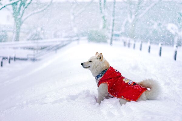 Chó mừng đón trời tuyết - Sputnik Việt Nam