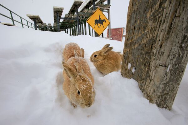 Đám thỏ trong tuyết ở Colorado - Sputnik Việt Nam
