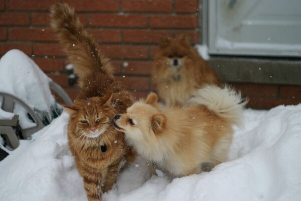 Mèo và chó chơi đùa trong tuyết - Sputnik Việt Nam