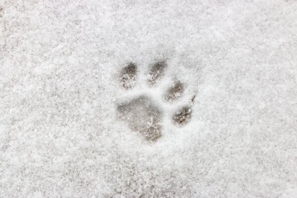 Dấu chân mèo trên tuyết trắng - Sputnik Việt Nam