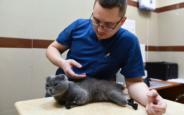 Bác sĩ phẫu thuật chỉnh hình Sergei Gorshkov và mèo Dymka   - Sputnik Việt Nam