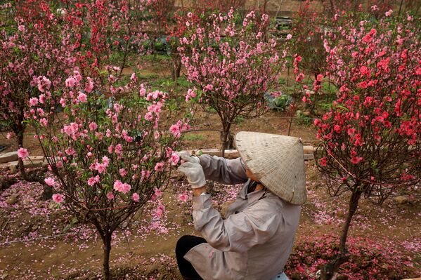 Nông dân Việt Nam cắt hoa để bán trước thềm Tết Nguyên đán - Sputnik Việt Nam