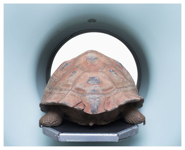 Bức ảnh Chelonoidis MRI của Schwyzer Simon, lọt vào chung kết cuộc thi Triển lãm nhiếp ảnh quốc tế lần thứ 162 - Sputnik Việt Nam