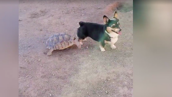 “Chạy đường nào cho thoát!”: Video cuộc rượt đuổi giữa rùa và chó - Sputnik Việt Nam