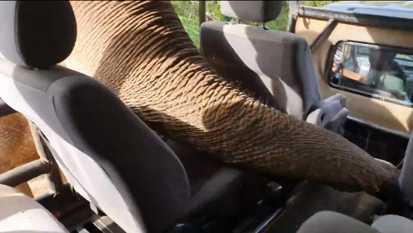 Con voi nổi tiếng thò vòi vào xe ô tô chở khách du lịch và phá hoại đồ đạc trong xe - Sputnik Việt Nam