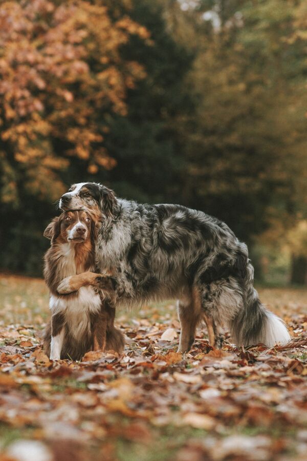 Bức ảnh Hai chú chó của nhiếp ảnh gia Đức, được giới thiệu tại cuộc thi The World's Best Photos of #Love2020 - Sputnik Việt Nam