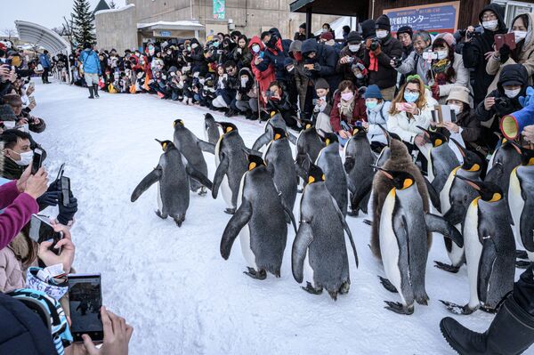 Chim cánh cụt Hoàng đế đi trong tuyết tại vườn thú Asahiyama, Nhật Bản - Sputnik Việt Nam