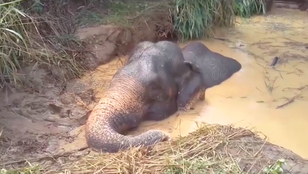Hai giờ liền giải cứu voi mắc kẹt trong hố sâu ngập nước - Sputnik Việt Nam