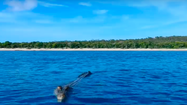 Một con cá sấu tấn công UAV. - Sputnik Việt Nam