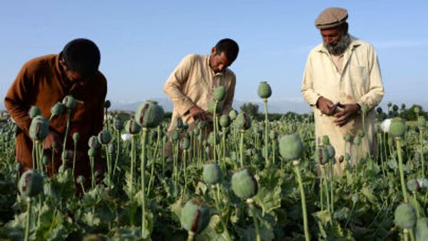 Nông dân Afghanistan trên cánh đồng anh túc - Sputnik Việt Nam