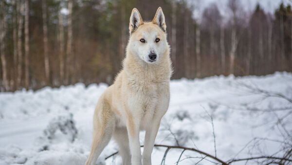 Chó Laika giống Tây Siberia, Karelia - Sputnik Việt Nam