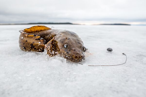 Mẻ cá câu trên mặt hồ đóng băng ở quận Pryazhinsky, Cộng hòa Karelia - Sputnik Việt Nam