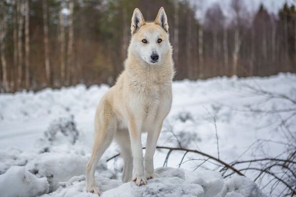 Chó Laika giống Tây Siberia, Karelia - Sputnik Việt Nam