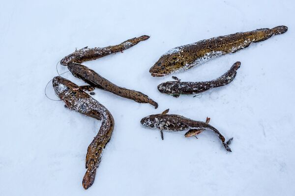 Ngư dân đánh bắt cá trên hồ nước đóng băng ở quận Pryazhinsky, Cộng hòa Karelia - Sputnik Việt Nam