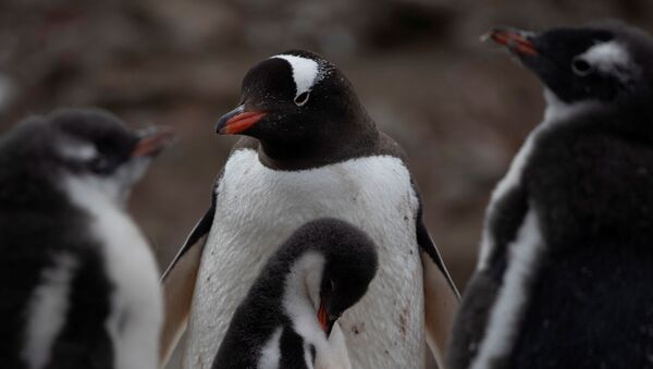 Đàn chim cánh cụt ở Nam Cực  - Sputnik Việt Nam
