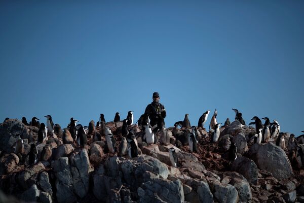Nhà khoa học Steve Forrest đếm số lượng chim cánh cụt trên đảo Anvers, Nam Cực - Sputnik Việt Nam
