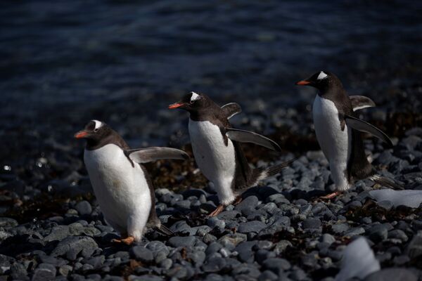 Đàn chim cánh cụt tại Mũi Quentin, đảo Anvers, Nam Cực - Sputnik Việt Nam