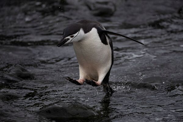 Chim cánh cụt Nam Cực nhảy xuống nước ở đảo Snow, Nam Cực - Sputnik Việt Nam