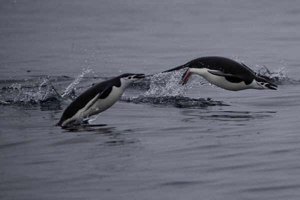 Cặp chim cánh cụt ở Nam Cực bơi ra khỏi Đảo Two Hummock, Nam Cực - Sputnik Việt Nam