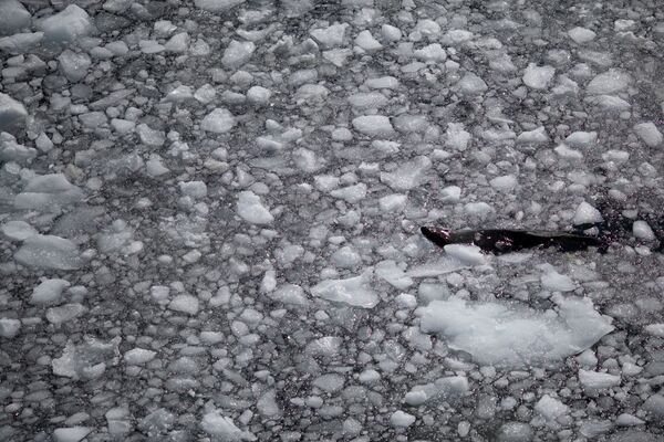 Hải cẩu bơi giữa những tảng băng gần Mũi Quentin, đảo Anvers, Nam Cực - Sputnik Việt Nam