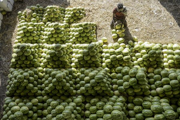 Công nhân phân loại dưa hấu trước khi bán tại khu chợ ở thành phố Hyderabad, Ấn Độ - Sputnik Việt Nam