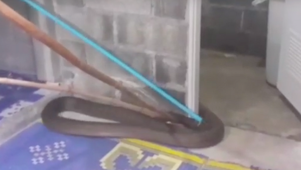 Người phụ nữ phát hiện ra con rắn dài 4 mét trong phòng tắm ở Thái Lan. - Sputnik Việt Nam