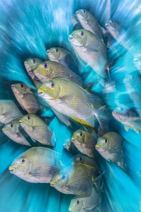 Ảnh «Những con cá dìa Siganus» (Rabbit Fish Zoom Blur) của nhiếp ảnh gia Anh Nicholas More, chiến thắng trong hạng mục «Nhiếp ảnh gia dưới nước của Anh» của cuộc thi The Underwater Photographer of the Year 2020. - Sputnik Việt Nam
