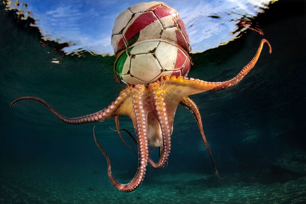 Ảnh «Cuộc tập luyện của bạch tuộc» (Octopus Training) của nhiếp ảnh gia Italy Pasquale Vassallo, chiến thắng trong hạng mục «Hành vi» của cuộc thi The Underwater Photographer of the Year 2020 - Sputnik Việt Nam