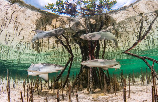 Ảnh «Vườn ươm cá mập chanh» (Lemon shark nursery) của nhiếp ảnh gia Bahamian Anita Kainrath, chiến thắng trong hạng mục «Hy vọng chớm nở» của cuộc thi The Underwater Photographer of the Year 2020 - Sputnik Việt Nam