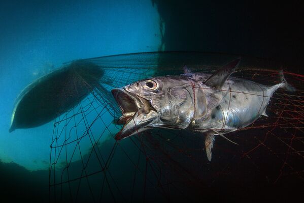 Ảnh «Bình minh sau chót, hơi thở cuối cùng» (Last Dawn, Last Gasp) của nhiếp ảnh gia Italy Pasquale Vassallo, giành giải trong hạng mục «Bảo tồn môi trường biển» của cuộc thi The Underwater Photographer of the Year 2020 - Sputnik Việt Nam