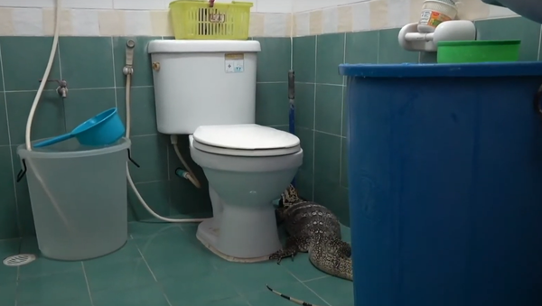 Thằn lằn khổng lồ quyết định tắm rửa dù chẳng ai mời - Sputnik Việt Nam