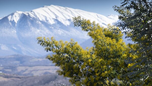 Cây mimosa trổ bông trên nền cảnh những ngọn núi phủ tuyết ở Sochi - Sputnik Việt Nam