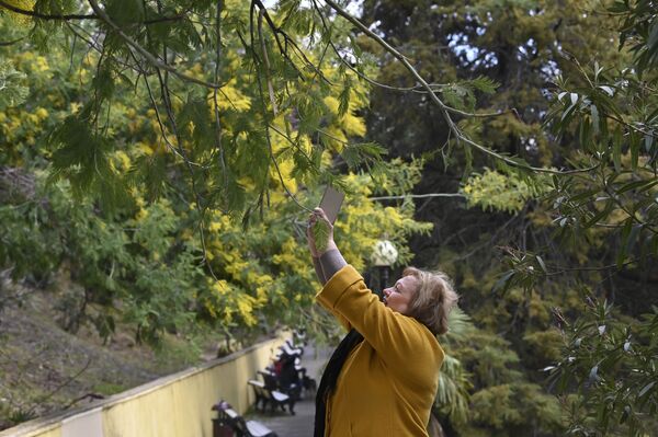 Người phụ nữ chụp ảnh mimosa nở hoa ở Sochi - Sputnik Việt Nam